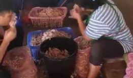 爆料无骨鸡脚视频大全,轻松享受美味佳肴